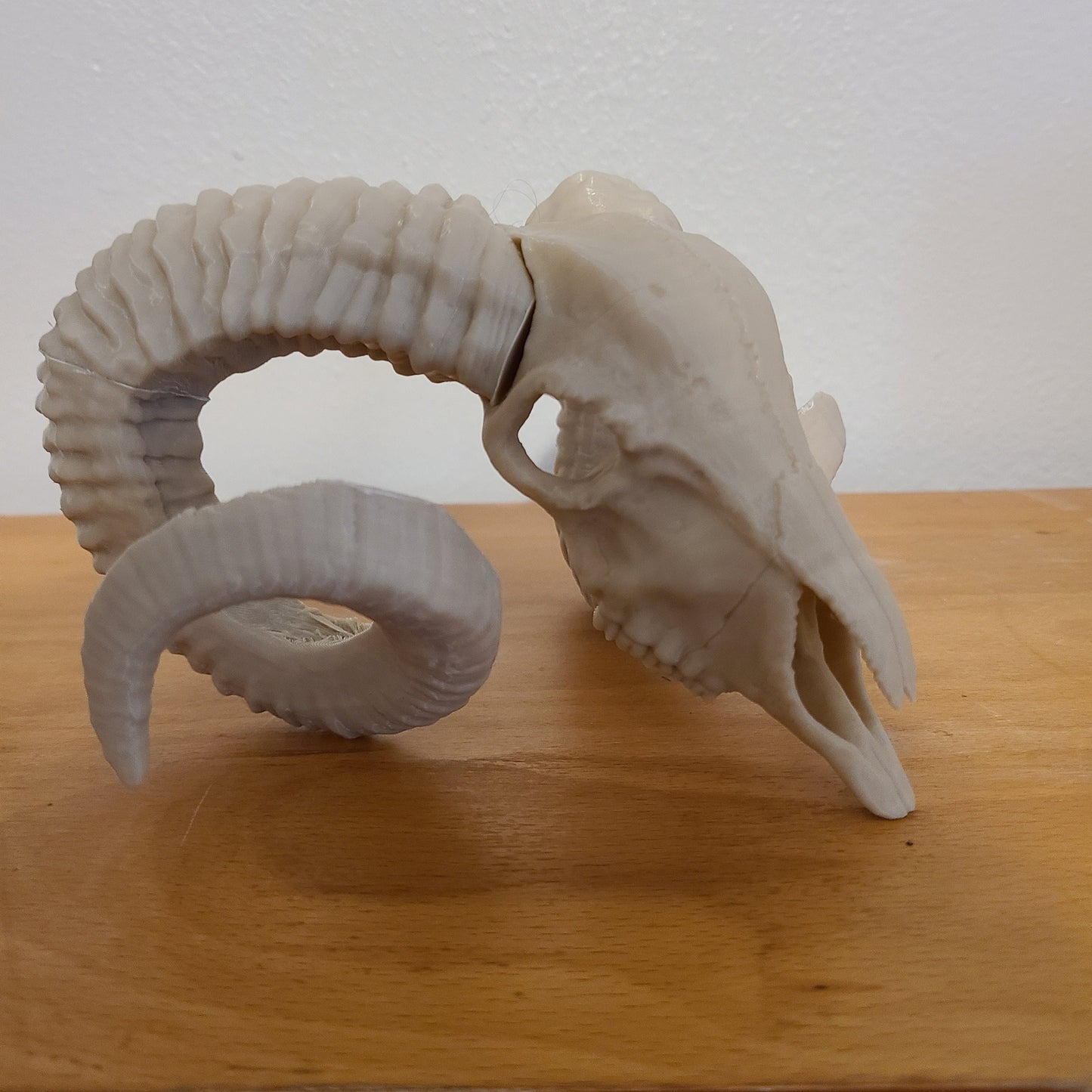 Ram skull