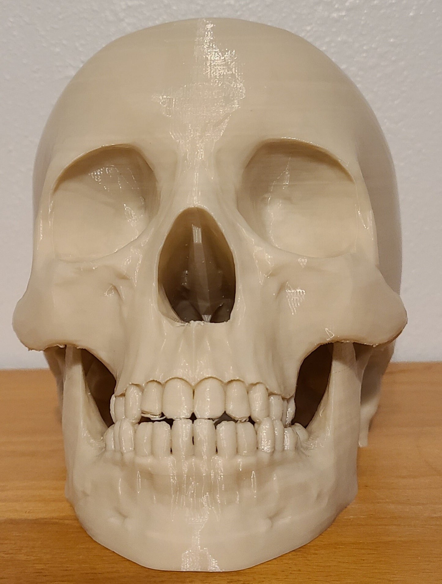 Human Skull