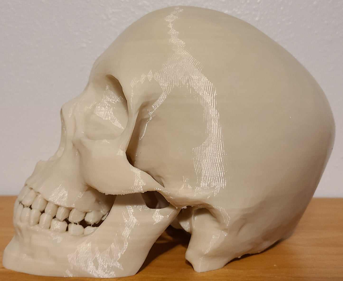 Human Skull