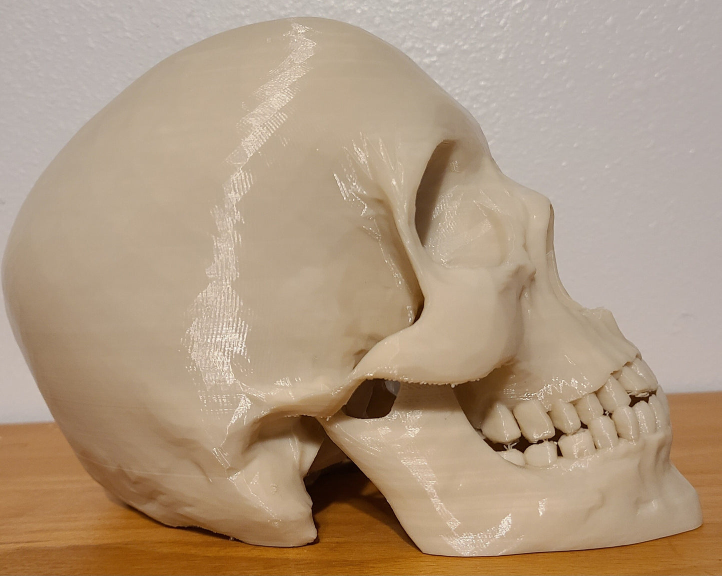 Human Skull