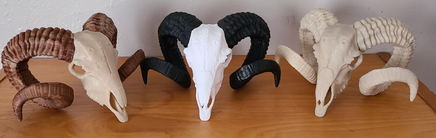 Ram skull